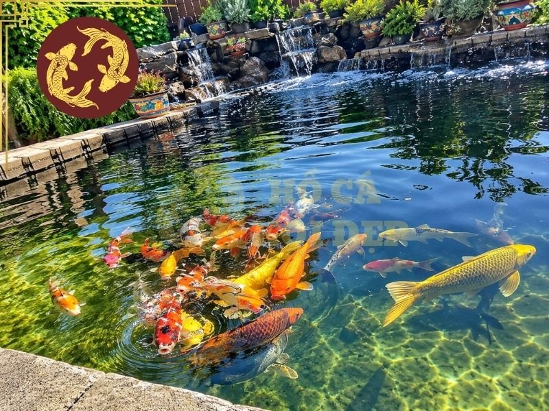 Váng Dầu Mặt Hồ Koi: Cách Xử Lý Để Nước Trong Trở Lại 7 Một số cách hiệu quả phòng ngừa váng dầu mặt hồ koi