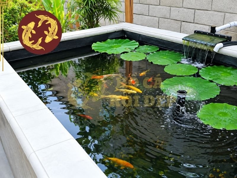 Vệ Sinh Hồ Koi Định Kỳ: Cách Thực Hiện Đúng Và Những Điều Cần Lưu Ý 1 Vệ sinh hồ koi định kỳ giúp loại bỏ những nguồn chất bẩn này trước khi chúng phân hủy quá mức.