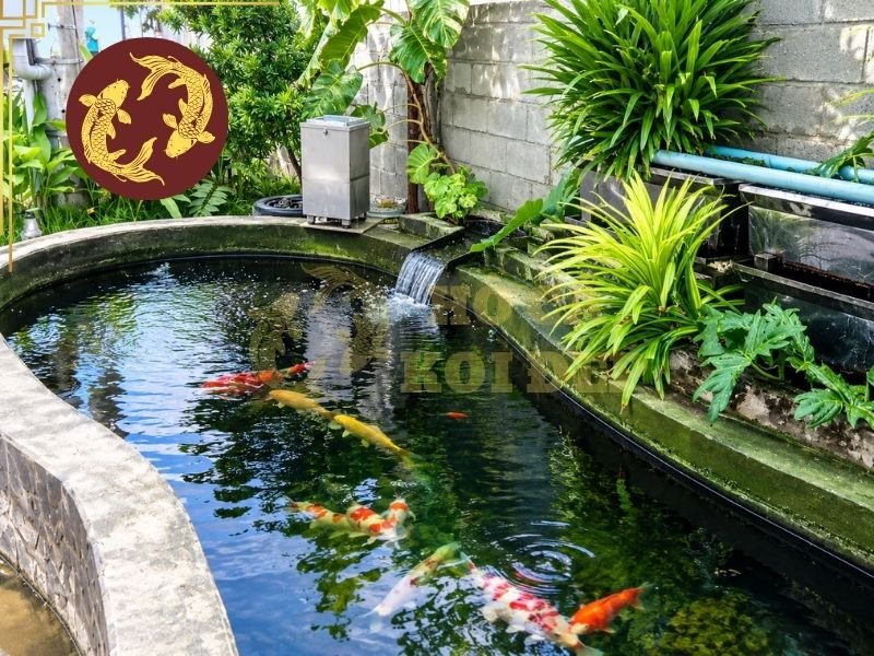 Vệ Sinh Hồ Koi Định Kỳ: Cách Thực Hiện Đúng Và Những Điều Cần Lưu Ý 2 Hồ có hệ thống lọc được thiết kế tốt, dòng chảy ổn định và ít bụi lá có thể duy trì khoảng thời gian giữa các lần vệ sinh lâu hơn.