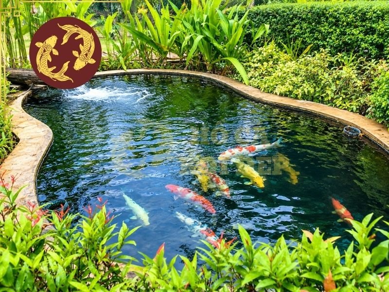 Vệ Sinh Hồ Koi Định Kỳ: Cách Thực Hiện Đúng Và Những Điều Cần Lưu Ý 3 Một checklist hàng tuần đơn giản có thể giúp người nuôi không bỏ sót những hạng mục quan trọng.