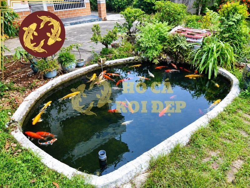 Vệ Sinh Hồ Koi Định Kỳ: Cách Thực Hiện Đúng Và Những Điều Cần Lưu Ý 5 Chổi lọc, Jmat, bùi nhùi hoặc các vật liệu lọc cơ học cần được kiểm tra thường xuyên và làm sạch khi bị bám quá nhiều chất thải.