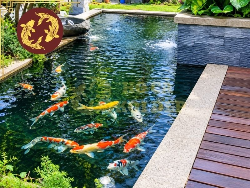 Vệ Sinh Hồ Koi Định Kỳ: Cách Thực Hiện Đúng Và Những Điều Cần Lưu Ý 7 Một số sai lầm cần tránh khi vệ sinh hồ koi định kỳ