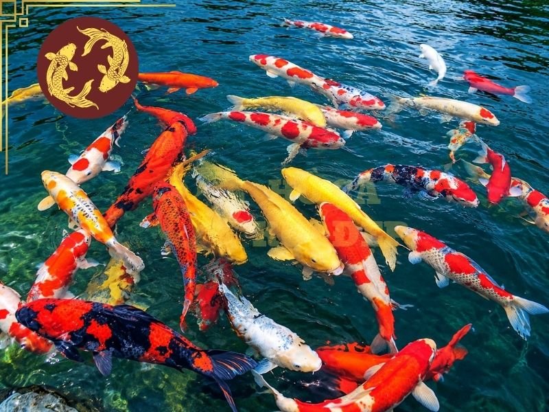 Cách Xác Định Số Lượng Cá Koi Phù Hợp Với Hồ Cá 5 Một số vấn đề như nước nhanh bẩn, chất thải tích tụ nhiều, hệ thống lọc phải hoạt động với tải cao hoặc chất lượng nước khó duy trì có thể là dấu hiệu cần xem xét lại mật độ nuôi.