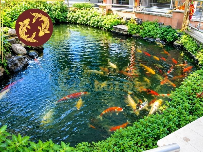 Cá Koi Có Ngủ Không? Giải Đáp Về Giấc Ngủ Và Thói Quen Nghỉ Ngơi Của Koi 1 Khi nghỉ, Koi thường giảm tốc độ bơi, ít phản ứng với những kích thích xung quanh và có thể đứng yên trong nước.