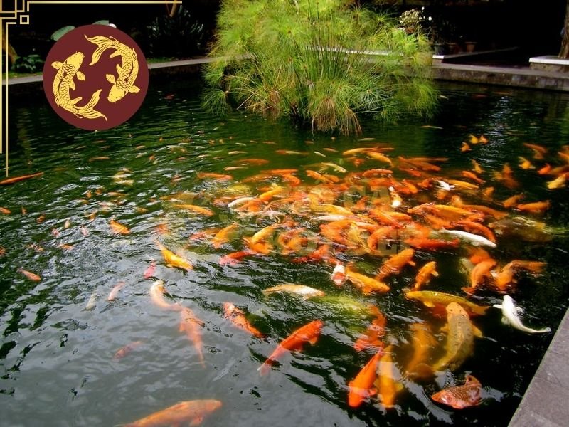 Cá Koi Có Ngủ Không? Giải Đáp Về Giấc Ngủ Và Thói Quen Nghỉ Ngơi Của Koi 3 Cá thường không di chuyển liên tục giữa các khu vực mà duy trì tư thế tương đối ổn định vào ban đêm