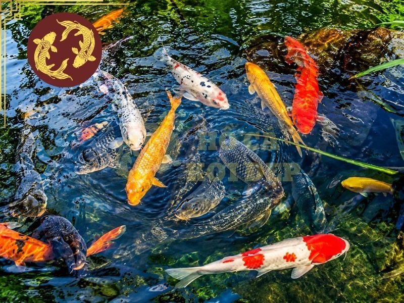 Cá Koi Có Ngủ Không? Giải Đáp Về Giấc Ngủ Và Thói Quen Nghỉ Ngơi Của Koi 4 Khi koi ngủ ban đêm, cá thường có xu hướng tập trung tại những khu vực tương đối yên tĩnh, ít ánh sáng và không chịu tác động mạnh của dòng chảy