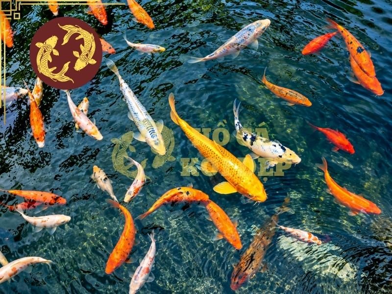 Cá Koi Có Ngủ Không? Giải Đáp Về Giấc Ngủ Và Thói Quen Nghỉ Ngơi Của Koi 5 Nếu cá vẫn giữ tư thế bình thường, không có dấu hiệu tổn thương và sáng hôm sau hoạt động trở lại như thường lệ thì khả năng cao đây chỉ là hành vi nghỉ ngơi.