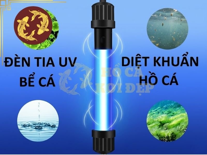 Đèn UV Hãng Nào Tốt? Các Thương Hiệu Được Sử Dụng Phổ Biến 7 Khi lựa chọn đèn UV cho hồ koi, người dùng nên ưu tiên những dòng đèn có bóng thay thế và linh kiện dễ tìm mua, đúng model và công suất.