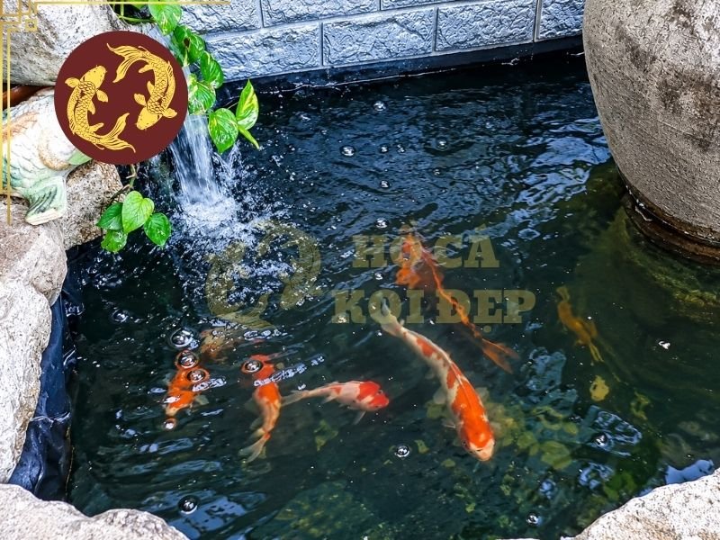 Hồ Xi Măng Và Hồ Bạt Cho Cá Koi Khác Nhau Như Thế Nào? 3 Hồ xi măng và hồ bạt cho cá koi đều có thể được thiết kế để chứa nước hiệu quả, nhưng nguyên lý chống thấm khác nhau.