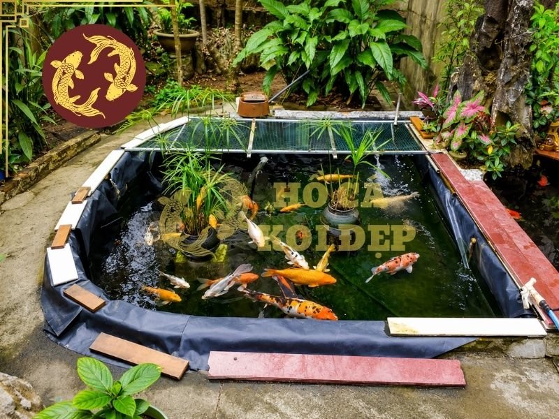 Hồ Xi Măng Và Hồ Bạt Cho Cá Koi Khác Nhau Như Thế Nào? 5 Khi lựa chọn hồ xi măng và hồ bạt cho cá koi, người nuôi nên xem xét điều kiện thực tế trước khi thi công.