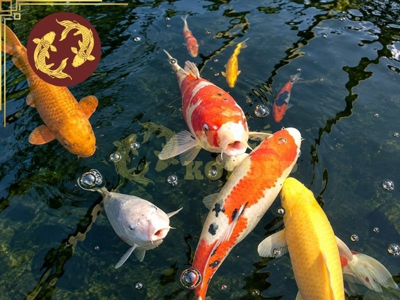 Thuê Thi Công Hay Tự Làm Hồ Koi: Nên Cân Nhắc Những Yếu Tố Nào? 5 Trước khi quyết định thuê thi công hay tự làm hồ koi, nên tự đánh giá một số vấn đề cần thiết